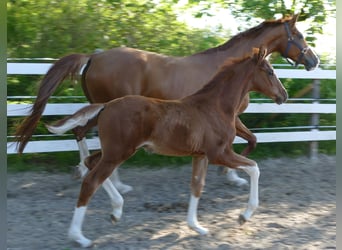 Hanovrien, Étalon, Poulain (03/2026), 173 cm, Alezan