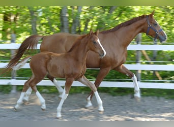 Hanovrien, Étalon, Poulain (03/2026), 173 cm, Alezan
