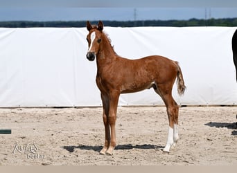 Hanovrien, Étalon, Poulain (05/2026), 173 cm