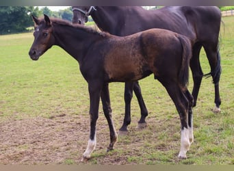 Hanovrien, Étalon, Poulain (04/2025), 173 cm, Noir