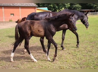 Hanovrien, Étalon, Poulain (04/2025), 173 cm, Noir