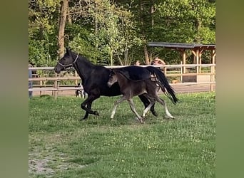 Hanovrien, Étalon, Poulain (04/2025), 173 cm, Noir