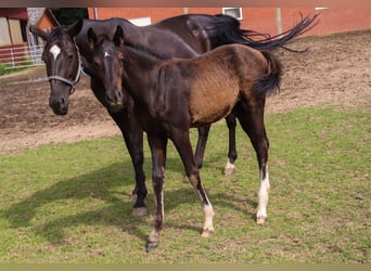 Hanovrien, Étalon, Poulain (04/2025), 173 cm, Noir
