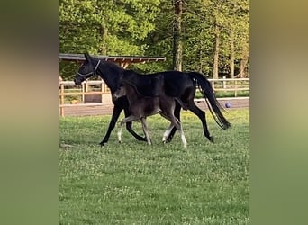 Hanovrien, Étalon, Poulain (04/2025), 173 cm, Noir