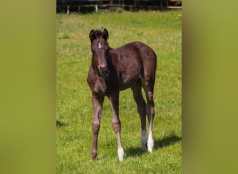 Hanovrien, Étalon, Poulain (04/2025), 173 cm, Noir