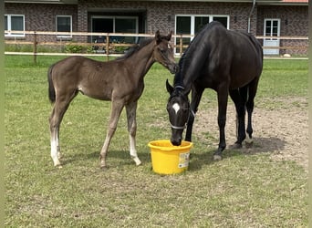 Hanovrien, Étalon, Poulain (04/2025), 173 cm, Noir