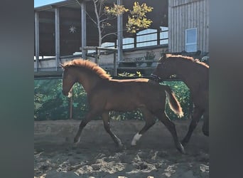 Hanovrien, Étalon, Poulain (04/2026), 175 cm, Alezan brûlé