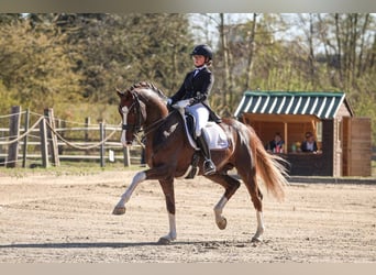 Hanovrien, Étalon, , 175 cm, Alezan
