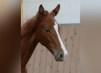 Hanovrien, Étalon, Poulain (03/2026), 175 cm, Alezan