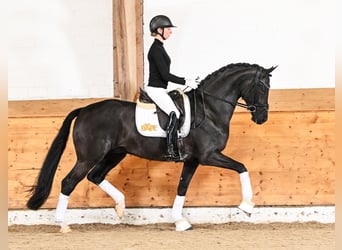Hanovrien, Étalon, Poulain (05/2026), 175 cm