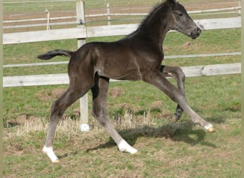 Hanovrien, Étalon, Poulain (03/2026), 175 cm, Noir