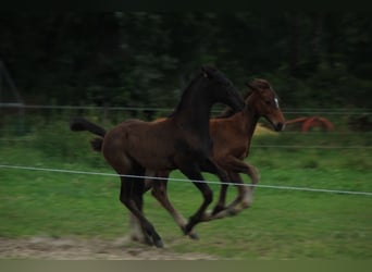 Hanovrien, Étalon, Poulain (05/2026), 175 cm, Noir