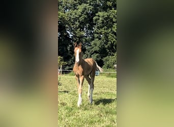 Hanovrien, Étalon, Poulain (05/2024), Alezan brûlé