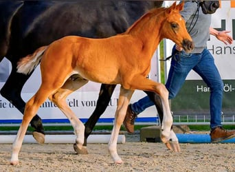 Hanovrien, Étalon, , Alezan brûlé