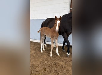 Hanovrien, Étalon, Poulain (02/2026), Alezan