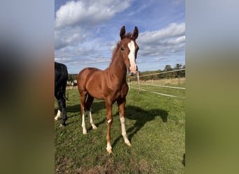 Hanovrien, Étalon, Poulain (05/2026), Alezan