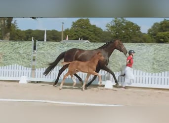 Hanovrien, Étalon, Poulain (05/2025), Alezan