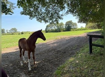 Hanovrien, Étalon, Poulain (04/2026), Alezan