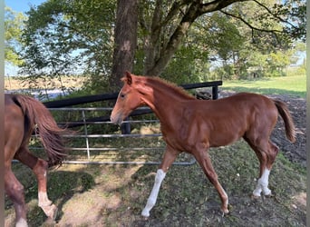 Hanovrien, Étalon, Poulain (04/2026), Alezan