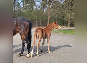 Hanovrien, Étalon, Poulain (03/2024), Alezan