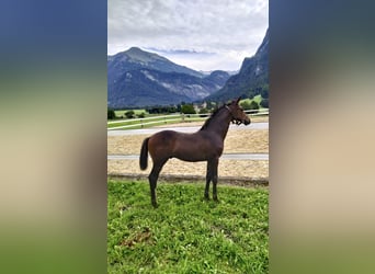 Hanovrien, Étalon, Poulain (05/2023), Bai brun