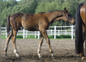 Hanovrien, Étalon, Poulain (06/2023), Bai brun