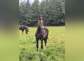 Hanovrien, Étalon, Poulain (04/2025), Bai brun