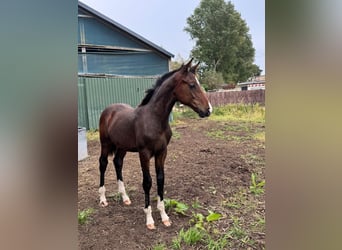 Hanovrien, Étalon, Poulain (04/2025), Bai brun