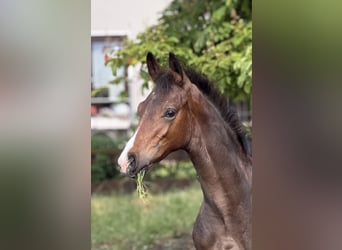 Hanovrien, Étalon, Poulain (02/2026), Bai brun