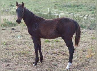 Hanovrien, Étalon, Poulain (03/2026), Bai brun