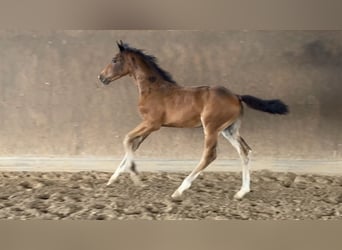 Hanovrien, Étalon, Poulain (05/2025), Bai brun foncé