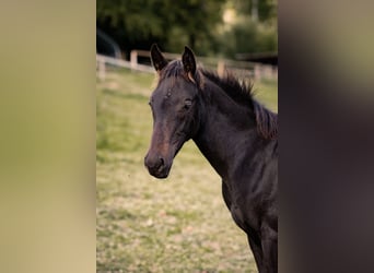 Hanovrien, Étalon, Poulain (05/2025), Bai brun foncé