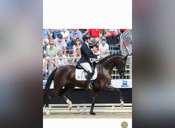 Hanovrien, Étalon, Poulain (03/2025), Bai
