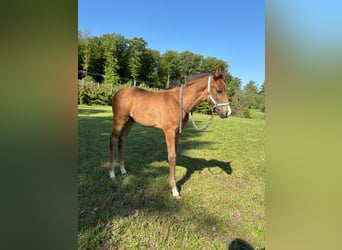 Hanovrien, Étalon, Poulain (03/2026), Bai