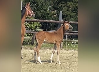 Hanovrien, Étalon, Poulain (06/2025), Bai