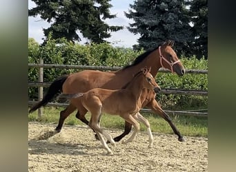 Hanovrien, Étalon, Poulain (06/2025), Bai
