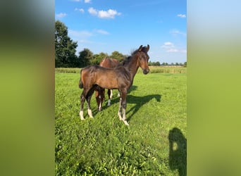 Hanovrien, Étalon, Poulain (04/2025), Bai