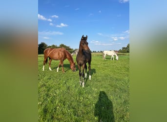 Hanovrien, Étalon, Poulain (04/2025), Bai