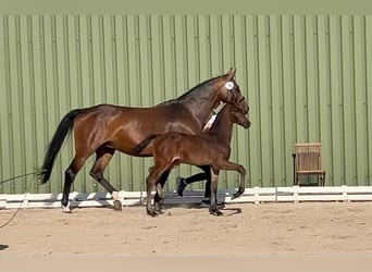 Hanovrien, Étalon, , Bai