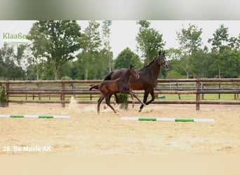 Hanovrien, Étalon, Poulain (04/2025), Bai