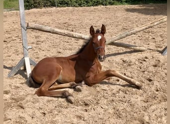 Hanovrien, Étalon, Poulain (05/2025), Bai