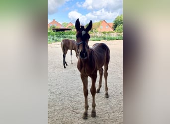 Hanovrien, Étalon, Poulain (05/2025), Bai