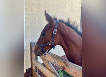 Hanovrien, Étalon, Poulain (05/2025), Bai