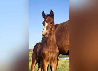 Hanovrien, Étalon, Poulain (06/2026), Bai