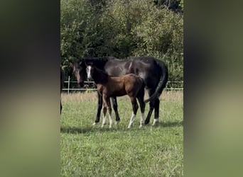 Hanovrien, Étalon, Poulain (06/2026), Bai
