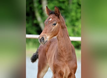 Hanovrien, Étalon, Poulain (05/2026), Bai