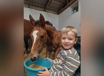 Hanovrien, Étalon, Poulain (05/2025), Bai