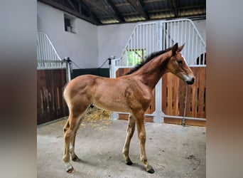 Hanovrien, Étalon, Poulain (05/2025), Bai