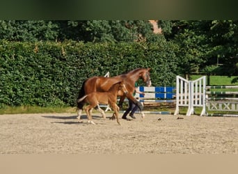 Hanovrien, Étalon, Poulain (05/2025), Bai