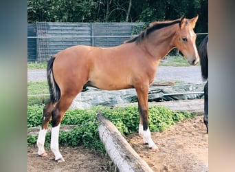 Hanovrien, Étalon, Poulain (05/2026), Bai clair